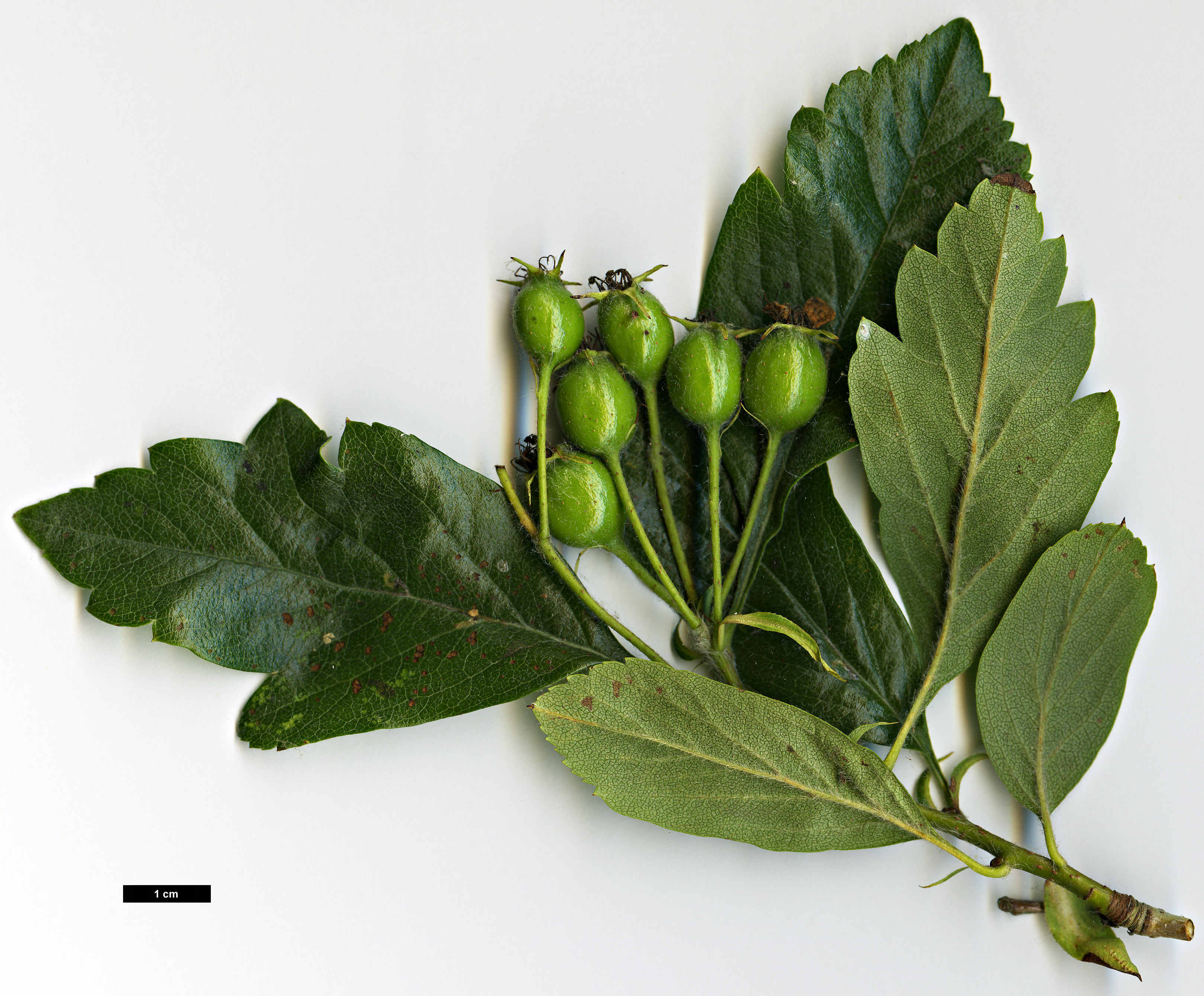 High resolution image: Family: Rosaceae - Genus: Crataegus - Taxon: ×grignonensis (C.mexicana ×)